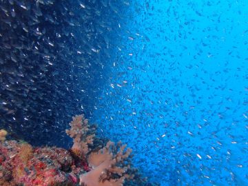 Plongée le 12 décembre 2019 sur le pic Matama dans l’atoll Huon aux Récifs d’Entrecasteaux