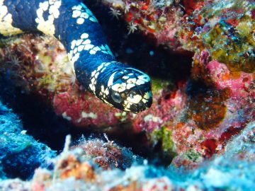 Plongées le 14 décembre 2019 dans l’atoll Huon aux Récifs d’Entrecasteaux